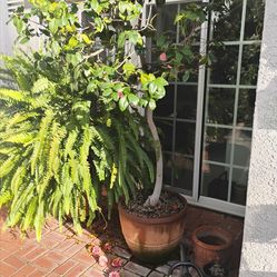 Mature Camellia Tree in Large Terracotta Pot – Flowering