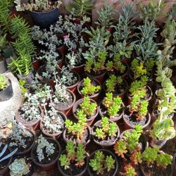 Succulents