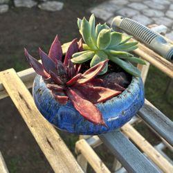 Potted Succulent 