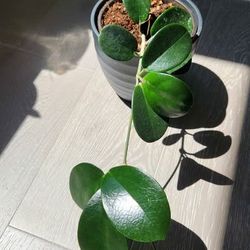 Hoya australis