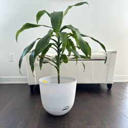 Indoor House Plant 