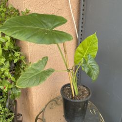 HERMOSAS PLANTAS NATURALES “HOJAS ELEGANTES PLANT “