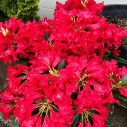 Plants, Shrubs, Grasses For Sale