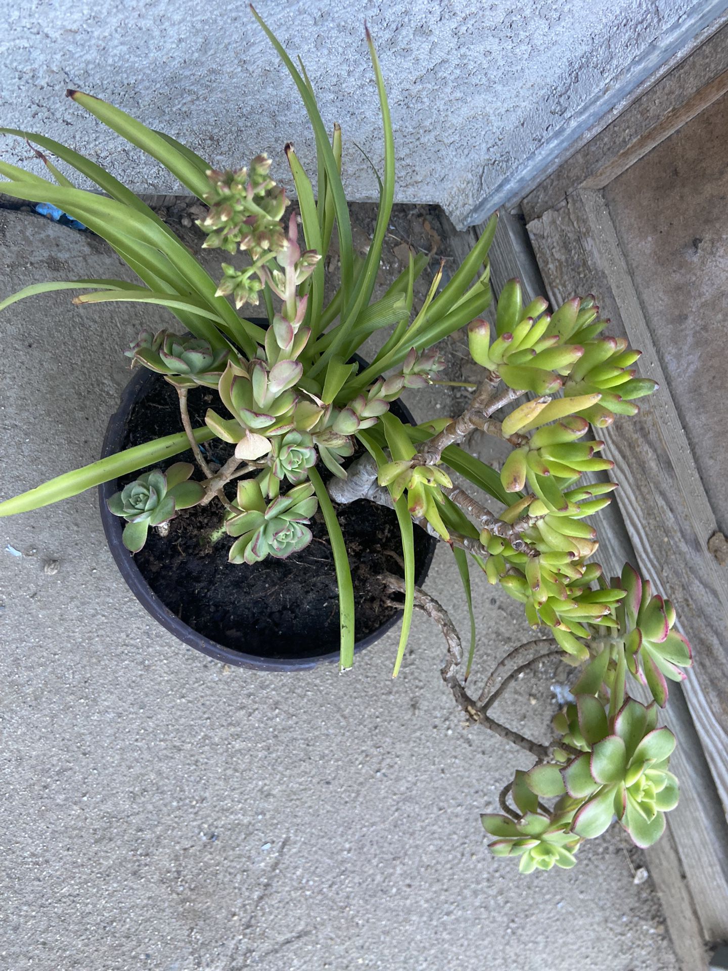 Succulent W/snake Plant 