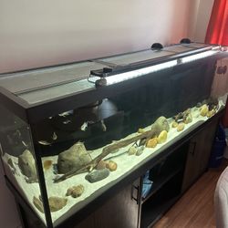 Fish Tank For Sale