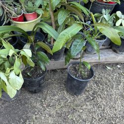 Mango Níspero Durazno Aguacate Guamuchil 