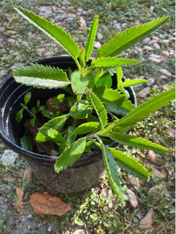 Mother of thousands plant