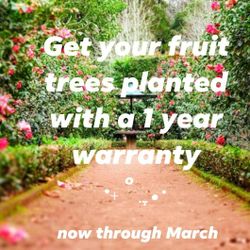 .𖤣𖥧.𖤣𖥧. Edible Landscapes .𖤣𖥧. Let us plant fruit trees for your enjoyment .𖤣𖥧.𖤣𖥧.