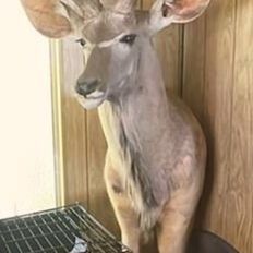 Taxidermy Antelope Front Legs And Head 