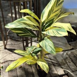 Varigated Shell Ginger Plant 