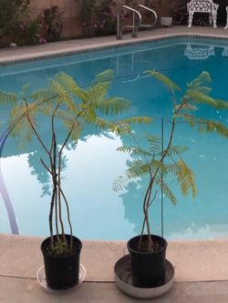 I have two small Jacaranda tree