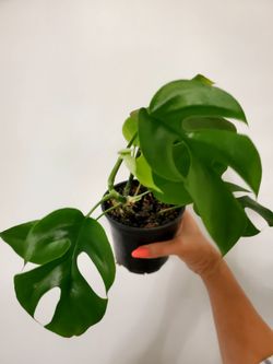 Rhaphidophora Tetrasperma