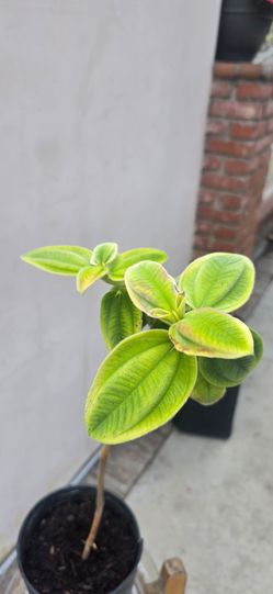 Princess Flower Silverleaf  Plants