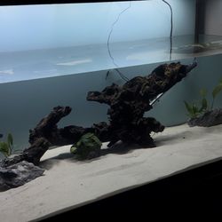 Drift Wood 