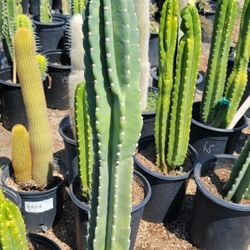 Peruvian Apple Cactus