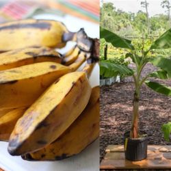 Orinoco Plantain  Plant 3gal  