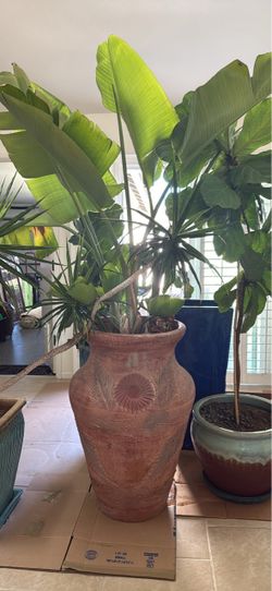 Giant Bird of Paradise Terracotta Pot
