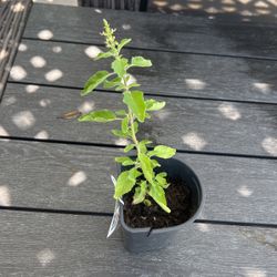 Tulasi Plants Seedlings FREE 
