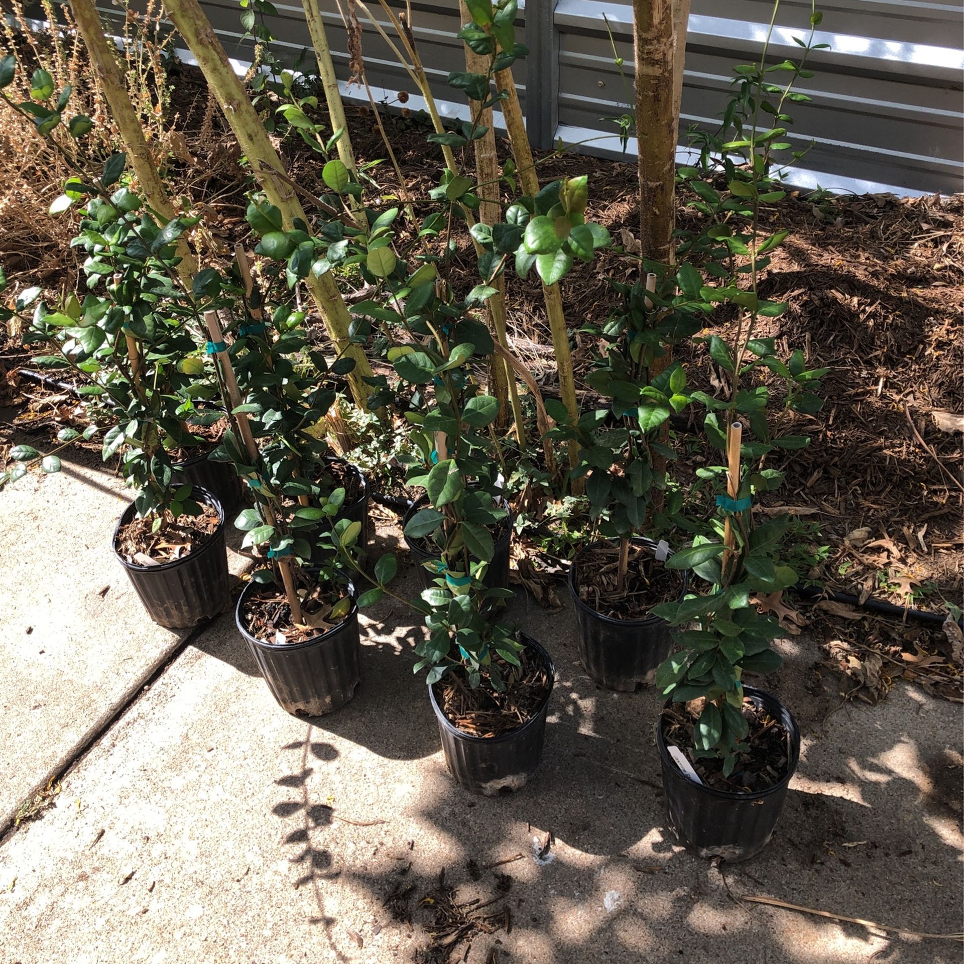 Star Jasmine - staked 1G