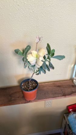 Kalanchoe  Fedtchenkoi Variegated 