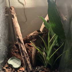 12x12x18 Exo Terra Enclosure