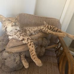 Taxidermy Bobcat