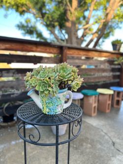 Succulent