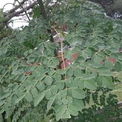 FRESH Moringa Leaves.