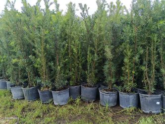 Podocarpus 7gl overgrown 6ft $26