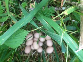 Ayam Cemani eggs fertile / Fresh eggs