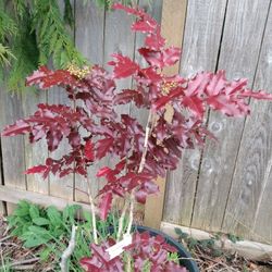 Tall Oregon Grape Native Plants
