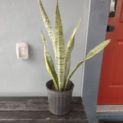 Plant Snake Was $15 Reduced To $12.00 In Donnat