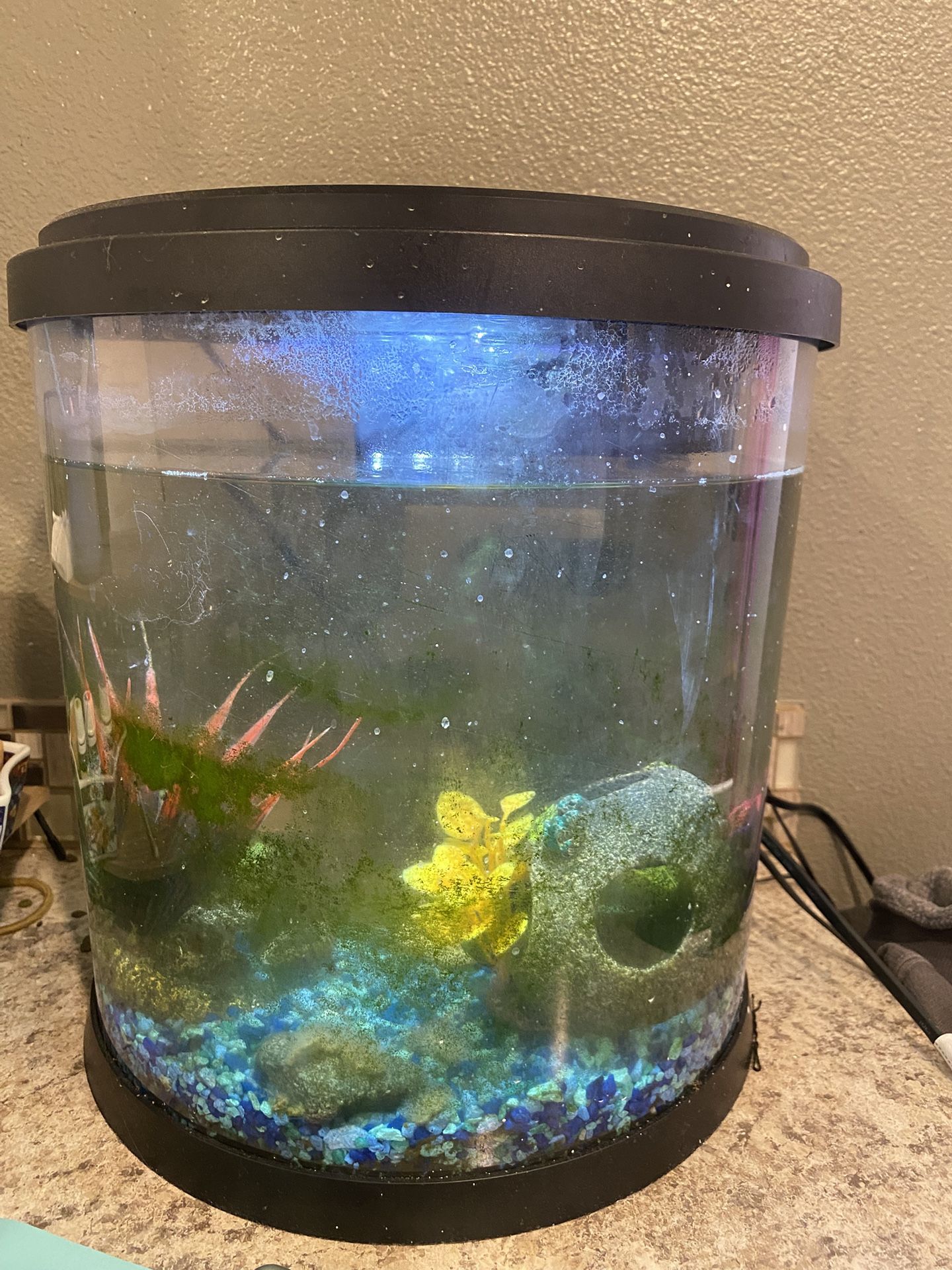 Fish Tank & Supplies 