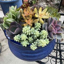 Beautiful Succulent and Cactus arrangements available in COVINA