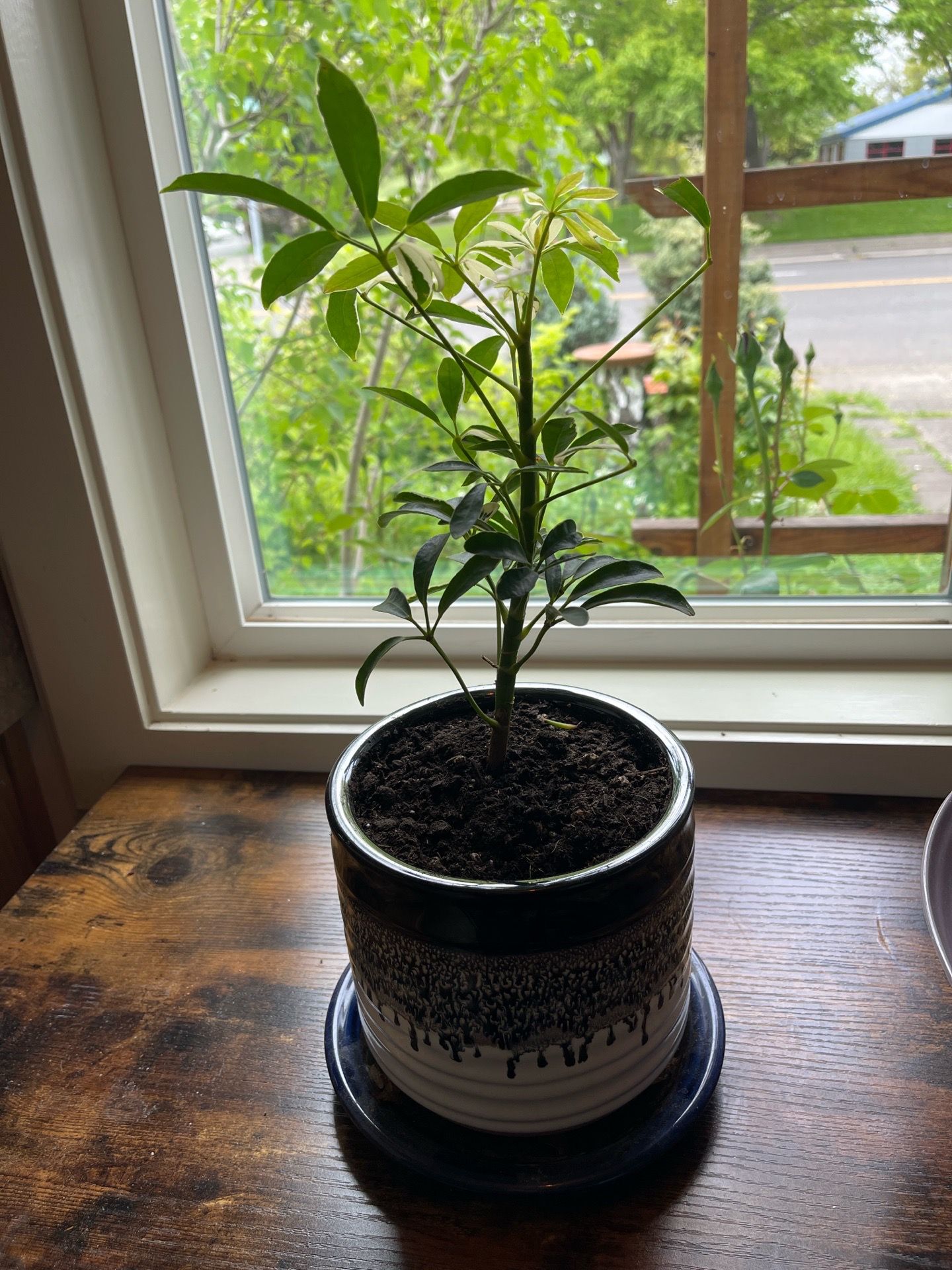 Houseplant in ceramic pot