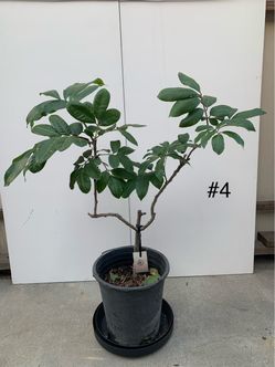 #4- Longan Tree
