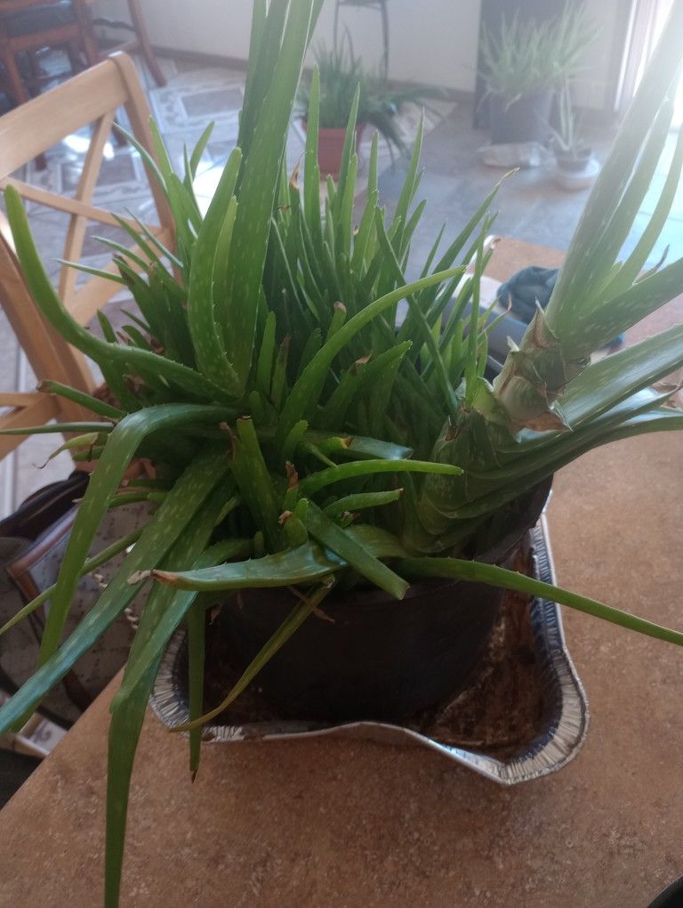 Pots Of Aloe Vera Plants
