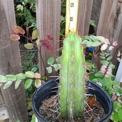 7" San Pedro Bolivian Torch $30 Trichcereus Pachanoi Ship Bareroot  $10 Or Deltona, Fl Pickup 