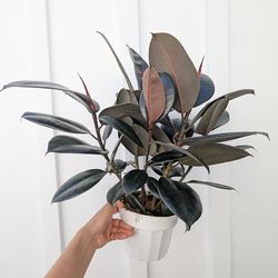 Ficus Elastica Burgundy Plant 6" Pot - Indoor House Plants