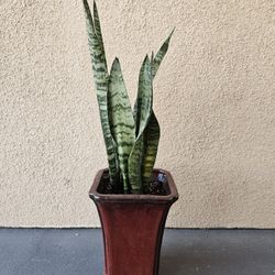 Snake Plant 