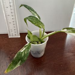 Philodendron White Princess Plant