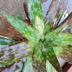 Large Aloe Plant In 3 Gallon
