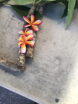 Plumeria candy stripe ONLY 5$