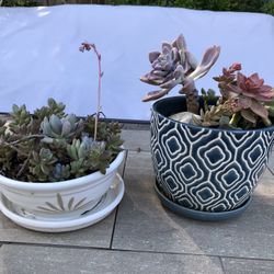 Ghost plant succulents in 2 ceramic pots