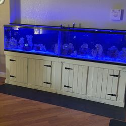 Salt Water Fish Tank 