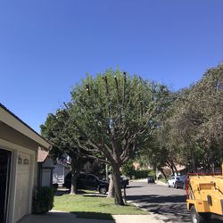 Tree Work