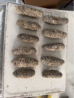 Sea Cucumber