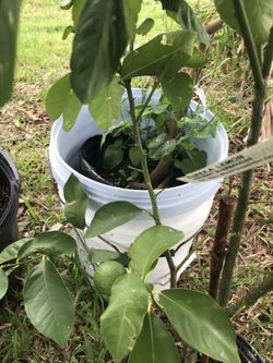 Lemon tree with lemon.