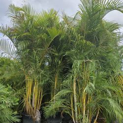 huge arwcas ober 9 to 10 feet tall Instant  privacy  hedge for fence  