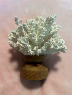 Coral decor